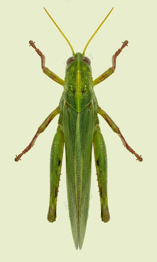 Chondracris rosea, Chondracris rosea, levha