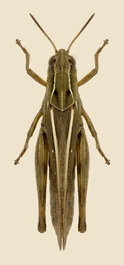 Lesser marsh grasshopper, Chorthippus albomarginatus, plate