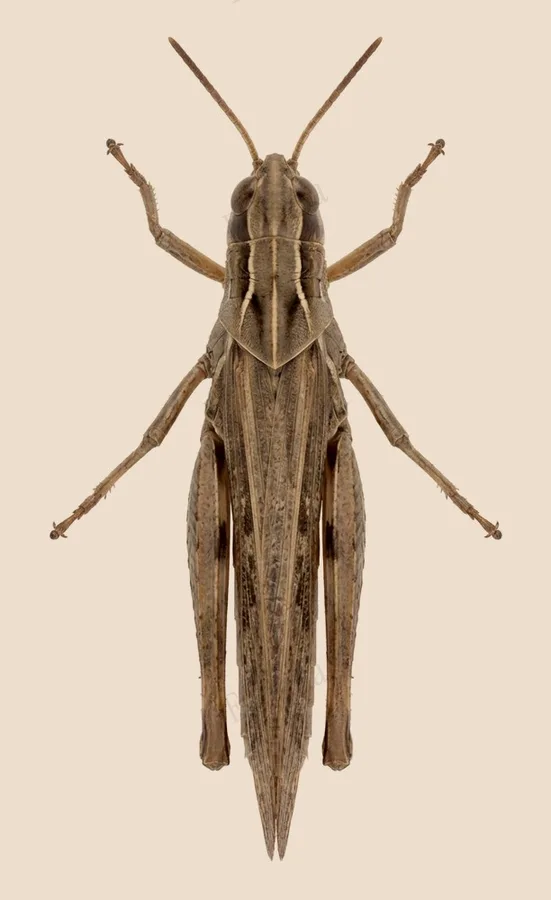 Common field grasshopper, Chorthippus brunneus, plate