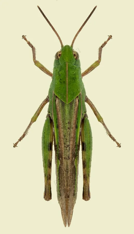 Chortophaga viridifasciata, Chortophaga viridifasciata, planche