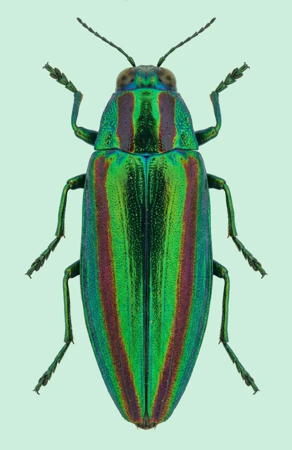 Chrysochroa fulgidissima, Chrysochroa fulgidissima, planche