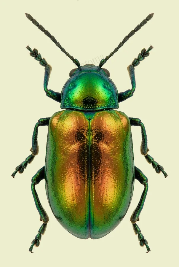 Chrysochus auratus, Chrysochus auratus, plaat