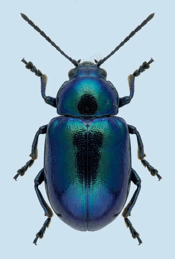 Chrysochus chinensis, Chrysochus chinensis, lámina