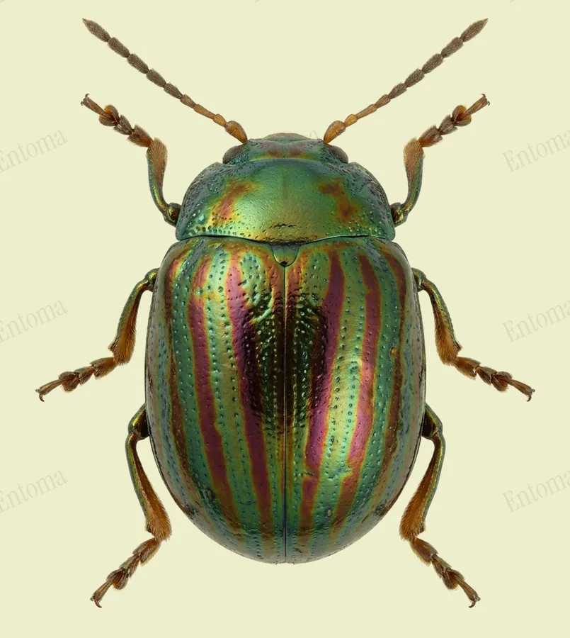 Rosemary beetle, Chrysolina americana, plate