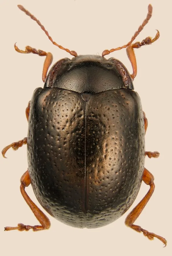 Chrysolina bankii(Chrysolina bankii) 도판