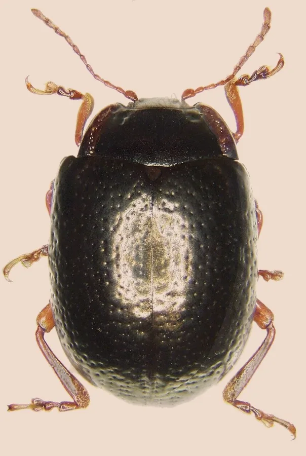Bronze beetle, Chrysolina bankii, plate