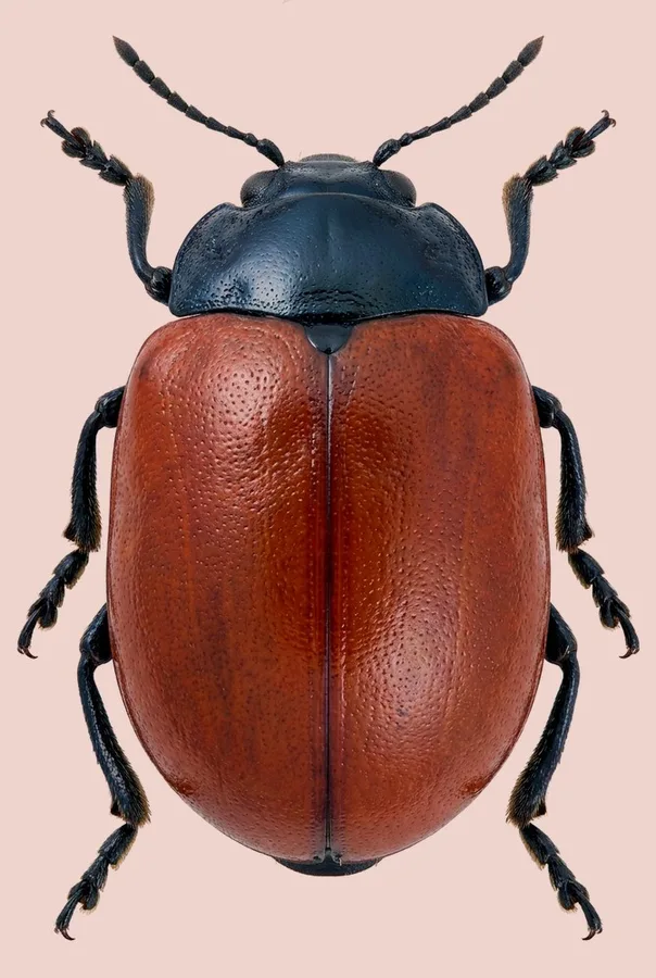 Poplar leaf beetle, Chrysomela populi, plate