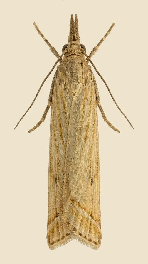 Garden grass-veneer, Chrysoteuchia culmella, plate
