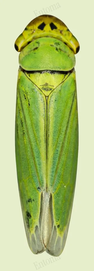 Green leafhopper, Cicadella viridis, plate