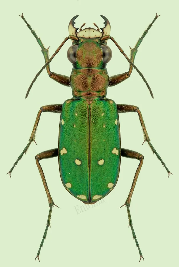 Green tiger beetle, Cicindela campestris, plate