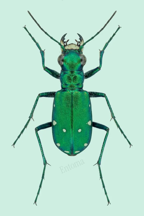 Six-spotted tiger beetle, Cicindela sexguttata, plate