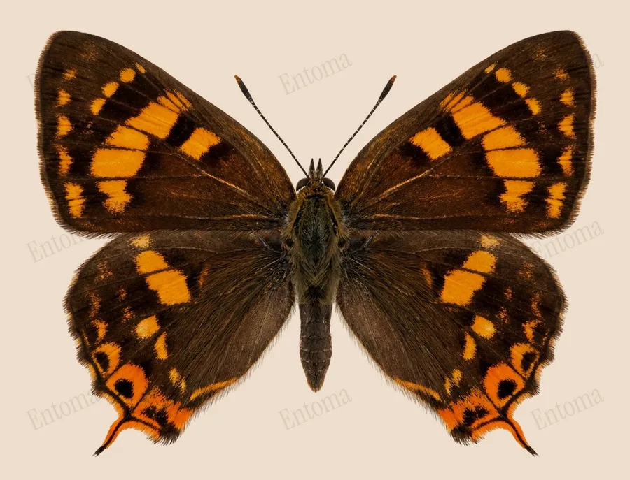 Cigaritis vulcanus（Cigaritis vulcanus）圖版
