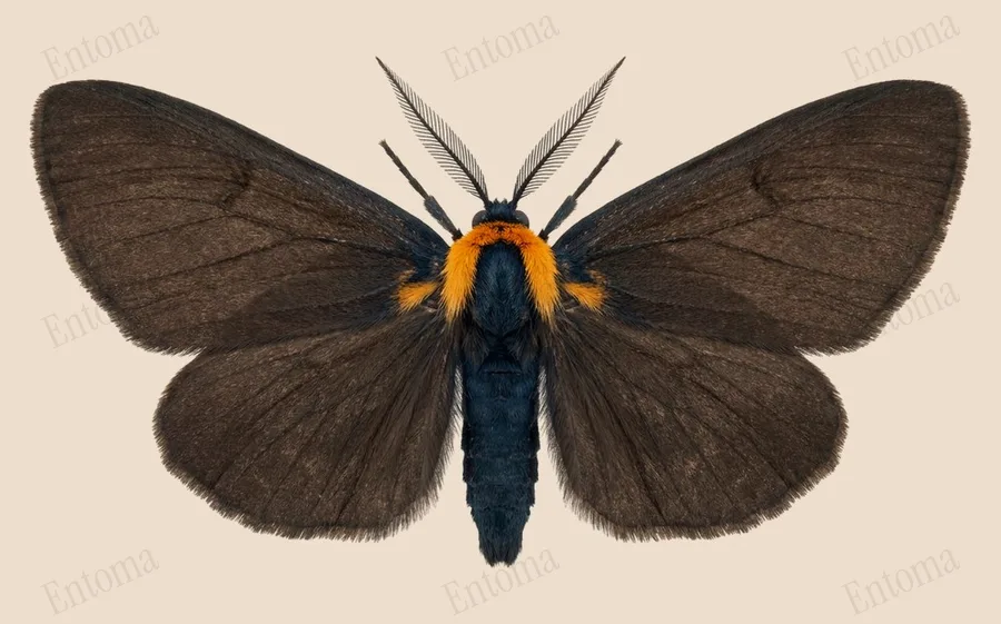 Yellow-collared scape moth, Cisseps fulvicollis, plate