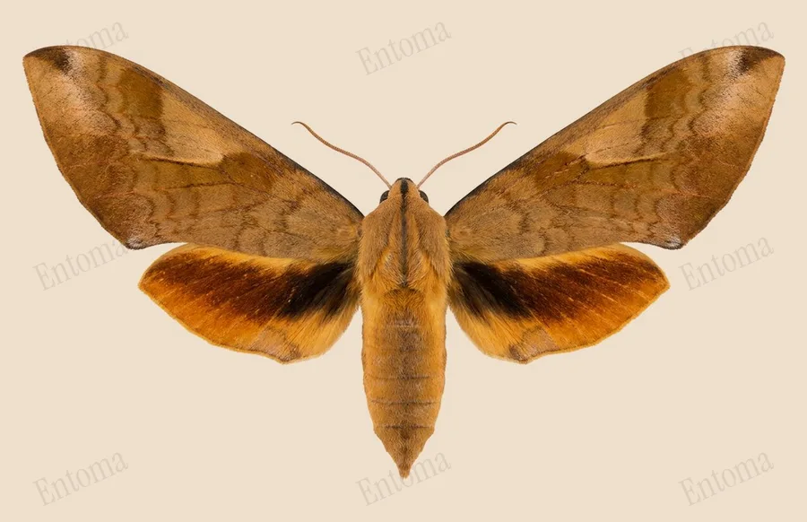 Clanis bilineata, Clanis bilineata, planche