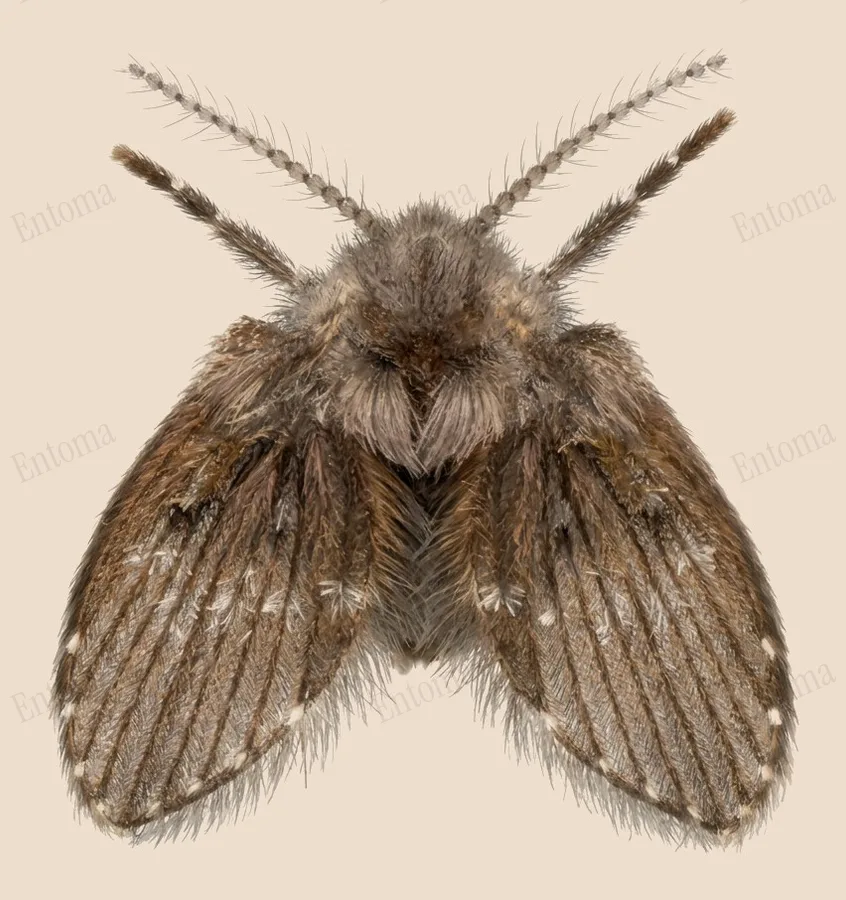 Bathroom moth fly, Clogmia albipunctata, plate