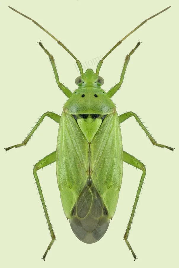 Potato mirid, Closterotomus norvegicus, plate