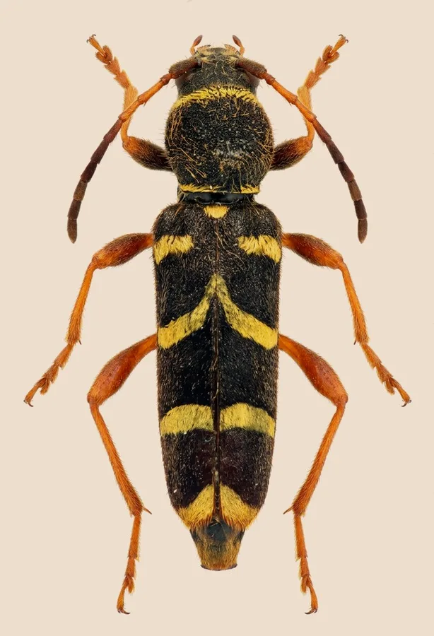 Wasp beetle, Clytus arietis, plate
