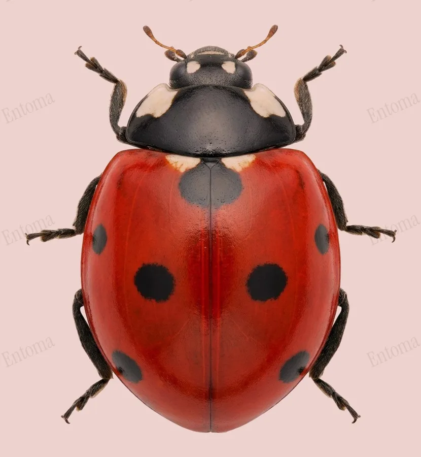 Coccinelle, Coccinella septempunctata, planche