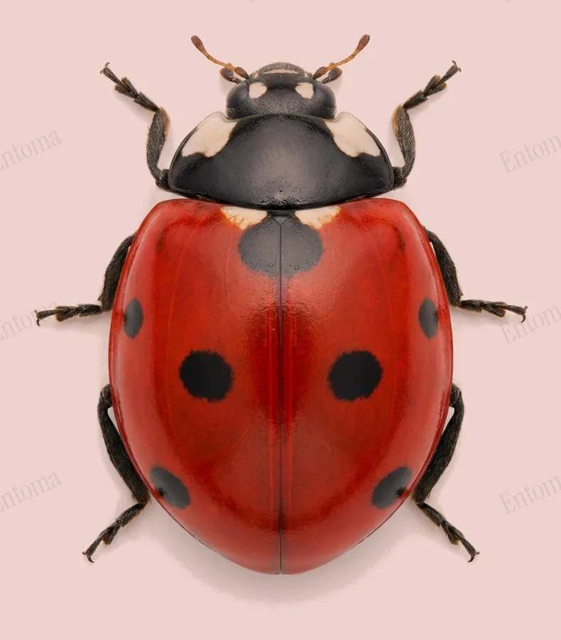 Seven-spot ladybird, Coccinella septempunctata, plate