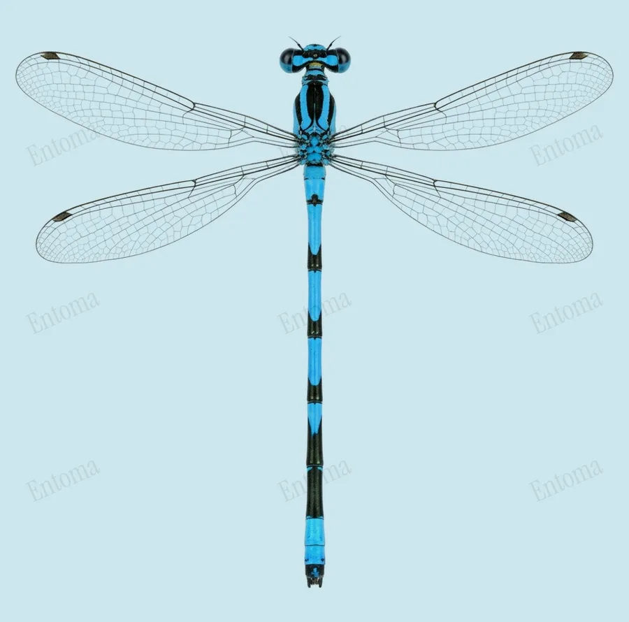 Azure damselfly, Coenagrion puella, plate
