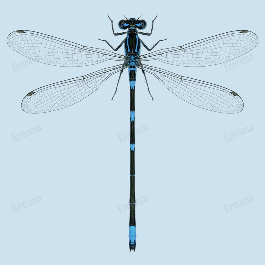 Variable damselfly, Coenagrion pulchellum, plate