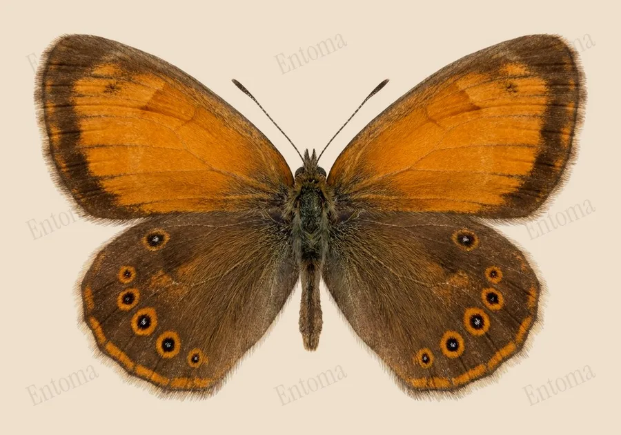 Pearly heath, Coenonympha arcania, plate