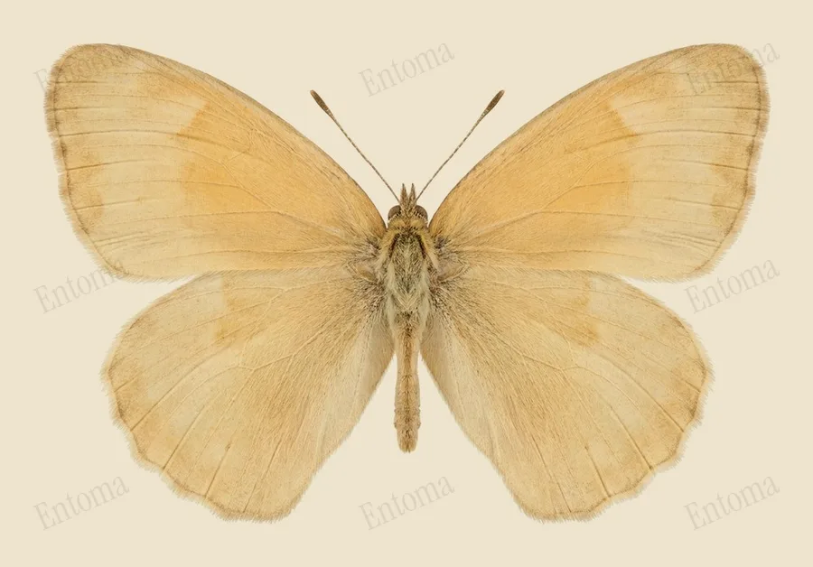 Common ringlet, Coenonympha california, plate