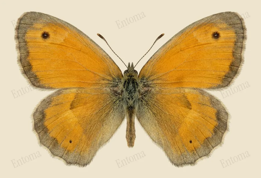 Small heath, Coenonympha pamphilus, plate