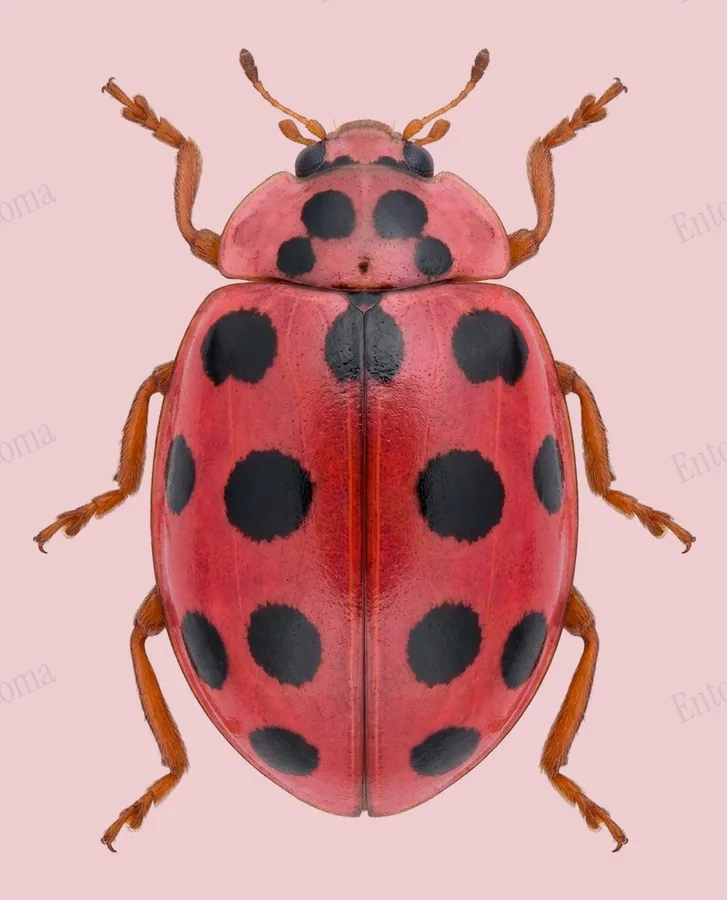 Spotted pink lady beetle, Coleomegilla maculata, plate