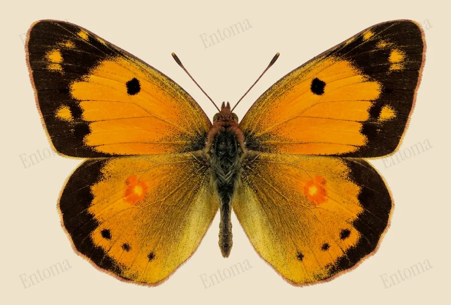 Clouded yellow, Colias crocea, plate