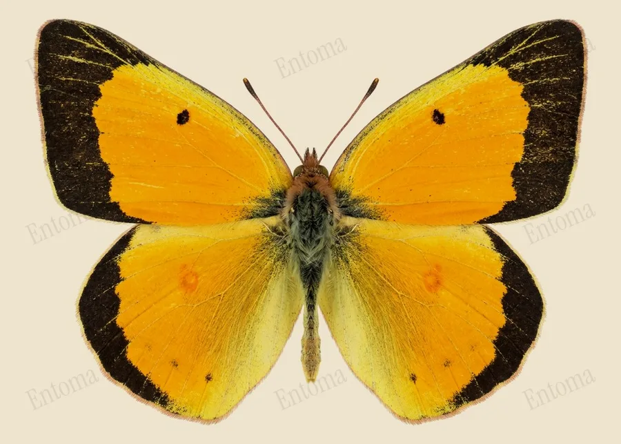 Orange sulphur, Colias eurytheme, plate
