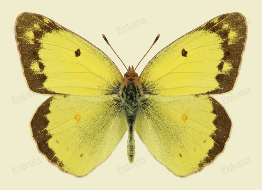 Clouded sulphur, Colias philodice, plate