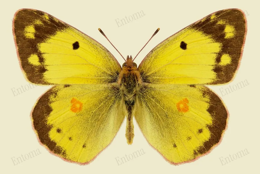 Colias poliographus, Colias poliographus, lámina
