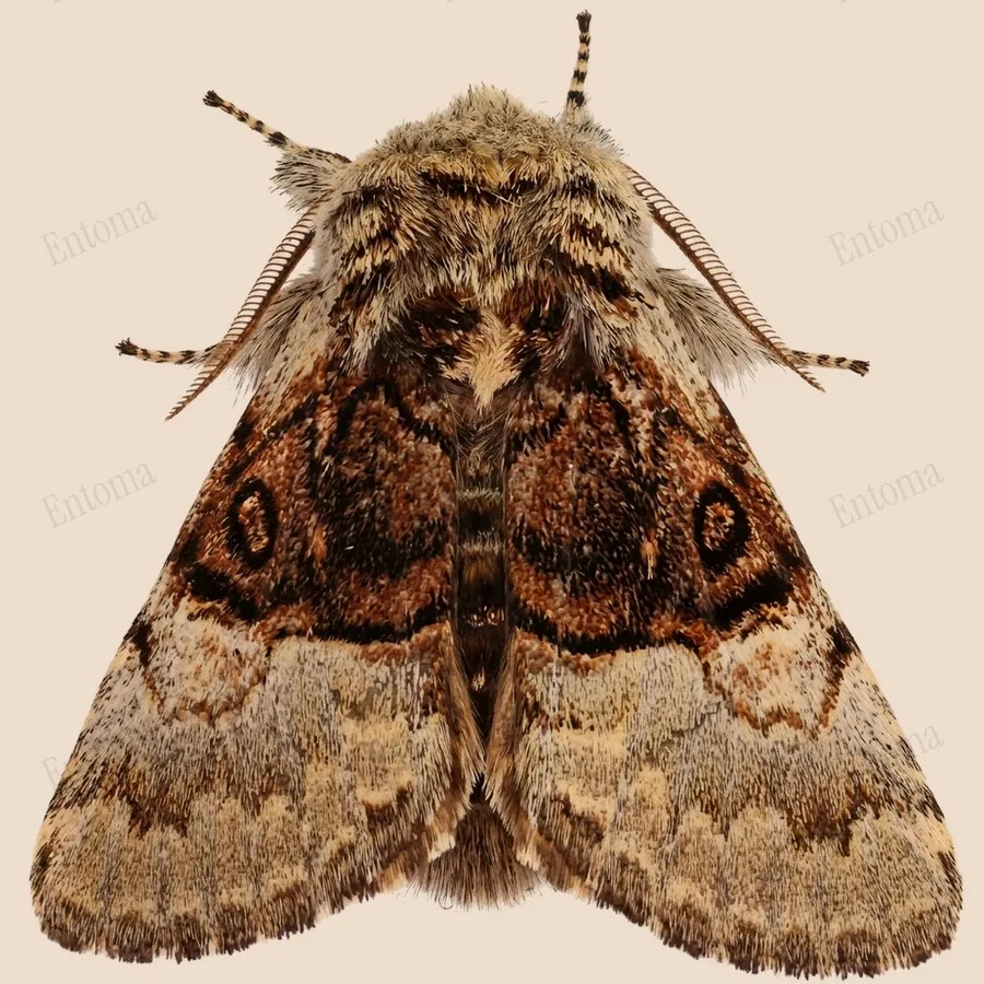 Nut-tree tussock, Colocasia coryli, plate