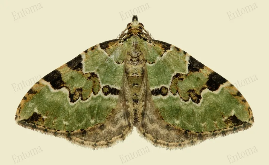 Green carpet, Colostygia pectinataria, plate