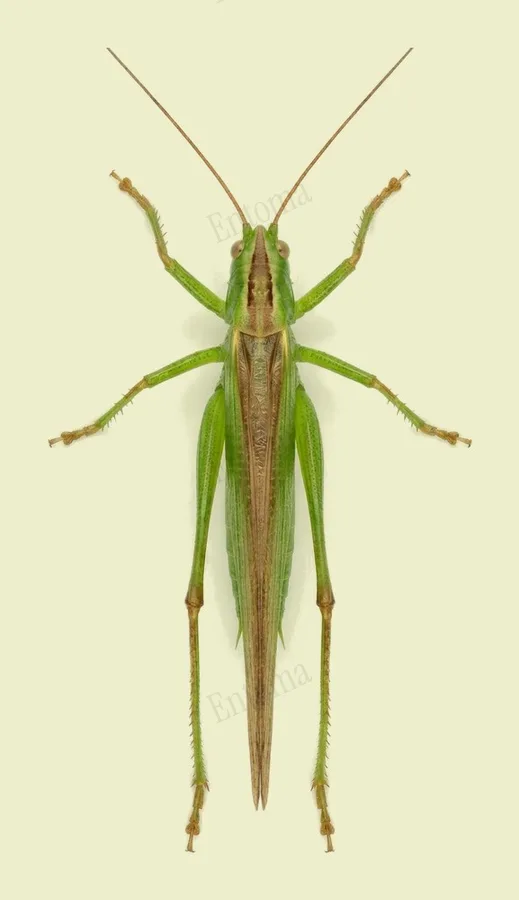 Conocéphale bigarré, Conocephalus fuscus, planche
