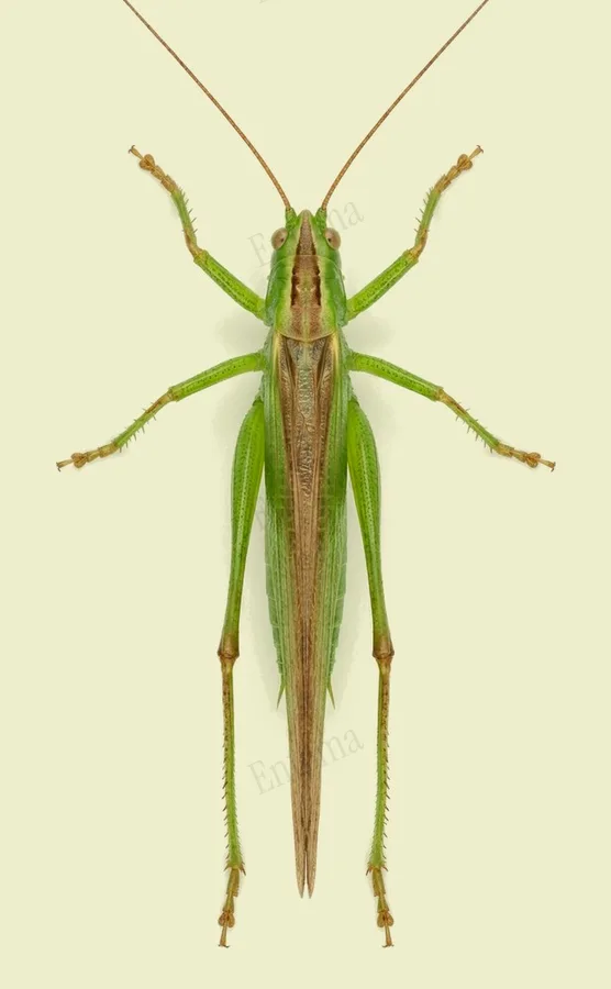 Long-winged conehead, Conocephalus fuscus, plate