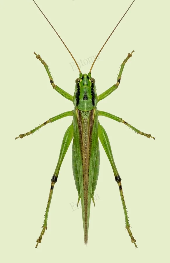 Conocephalus melaenus, Conocephalus melaenus, lámina