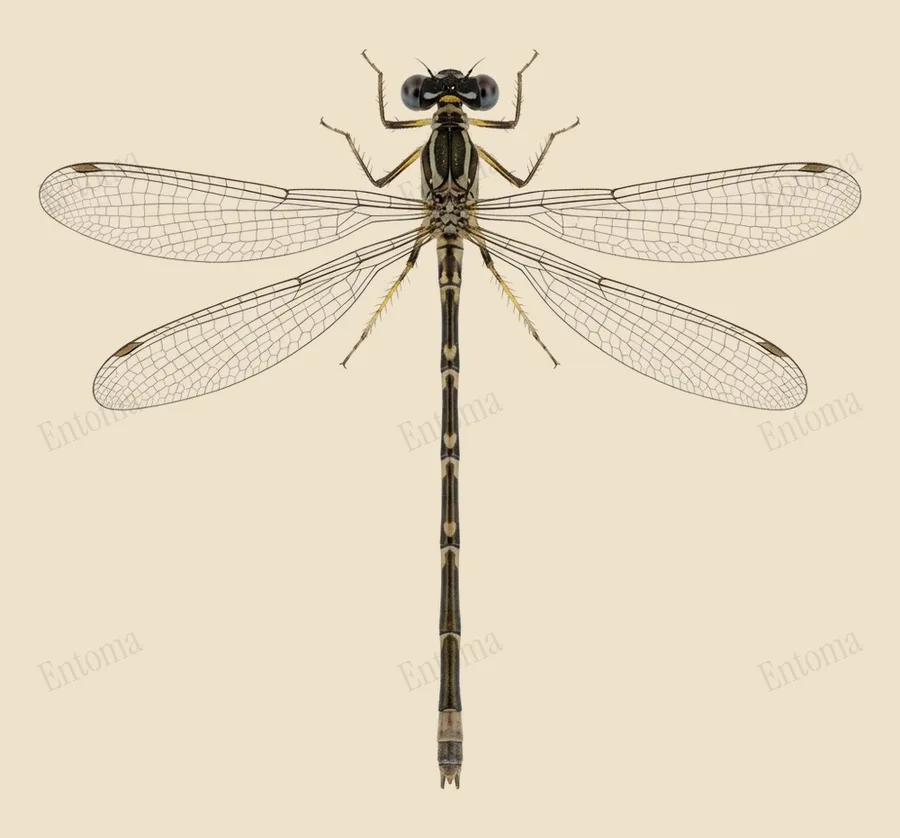 Copera marginipes, Copera marginipes, plaat