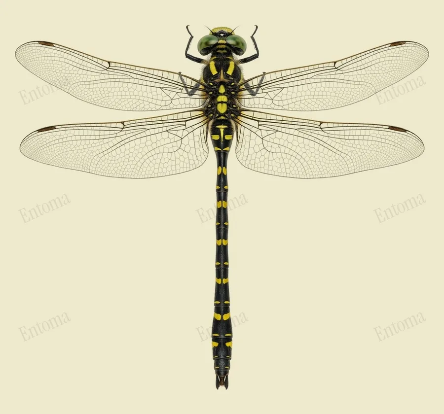 Golden-ringed dragonfly, Cordulegaster boltonii, plate