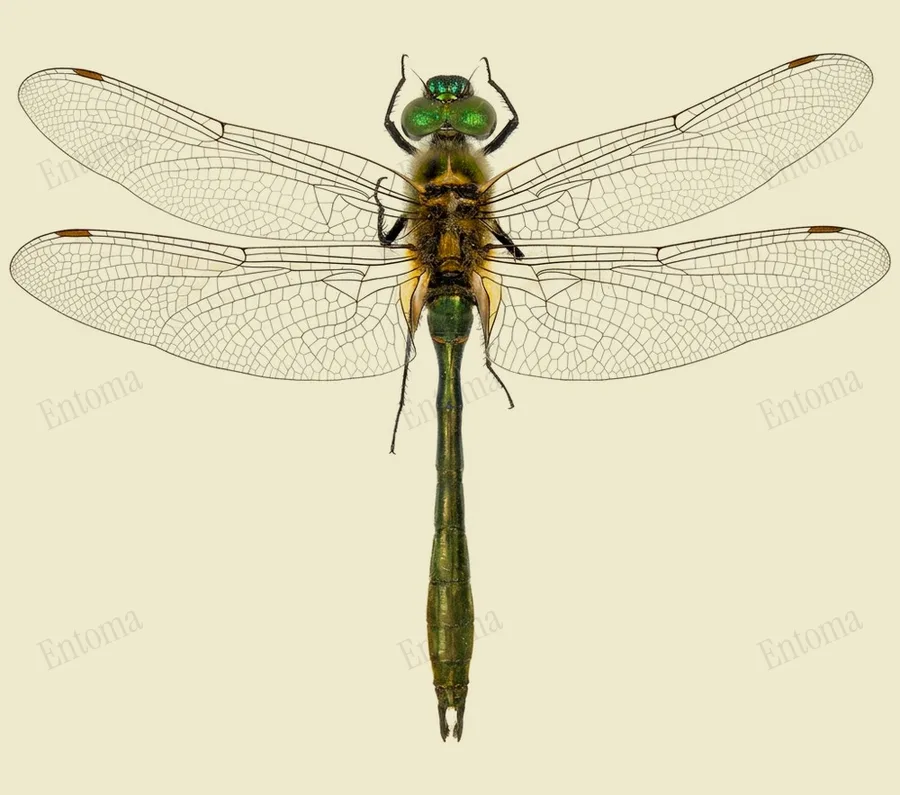 Downy emerald, Cordulia aenea, plate