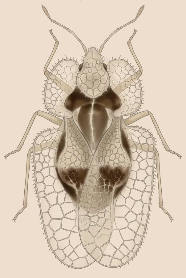 Eastern sycamore lace bug, Corythucha ciliata, plate