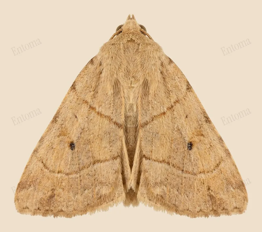 Dun-bar, Cosmia trapezina, plate