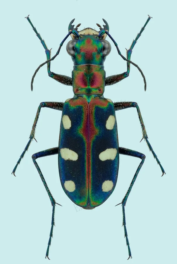 Cosmodela aurulenta(Cosmodela aurulenta) 도판