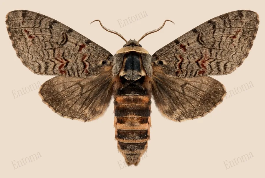 Goat moth, Cossus cossus, plate