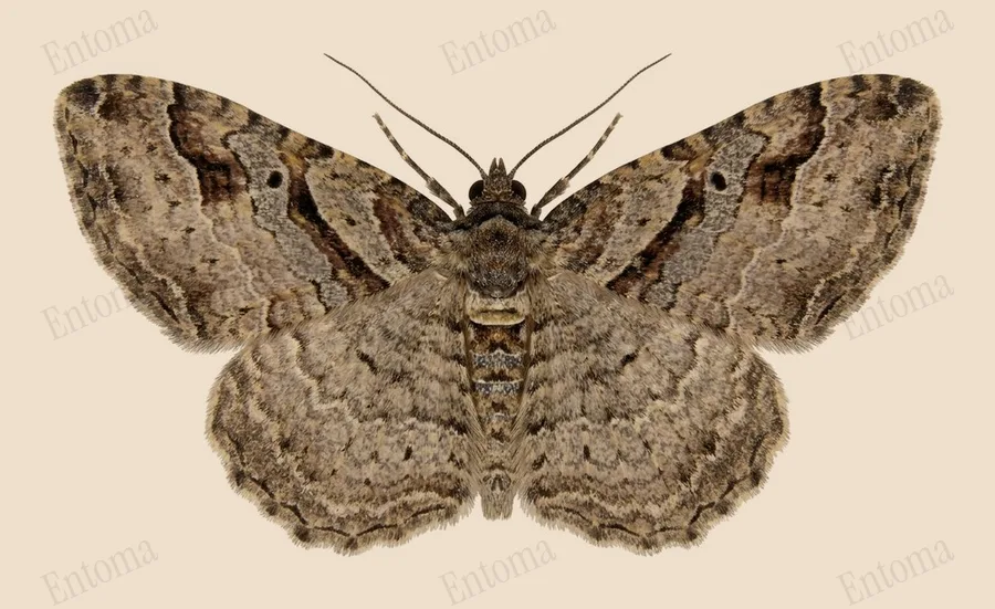 Bent-lined carpet, Costaconvexa centrostrigaria, plate