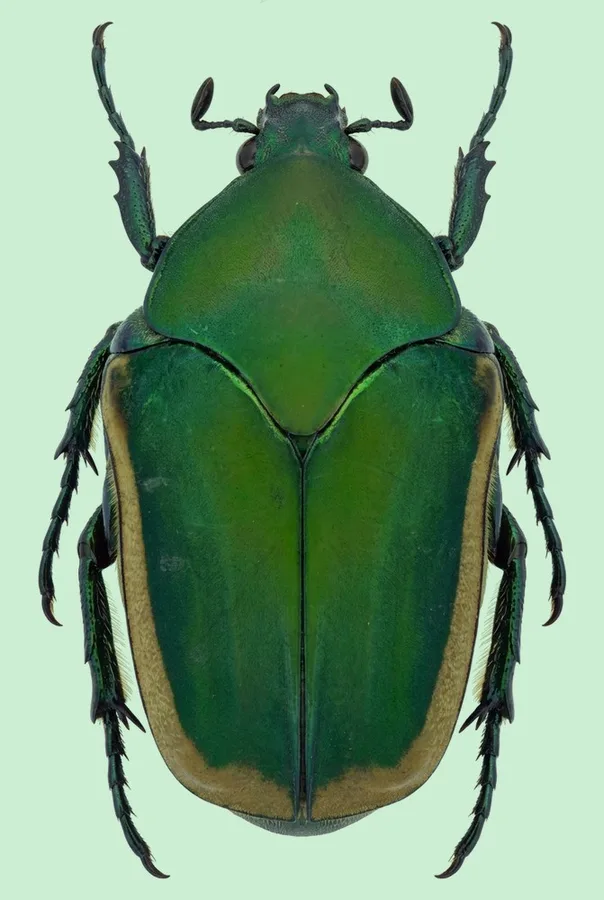 Cotinis mutabilis（Cotinis mutabilis）圖版