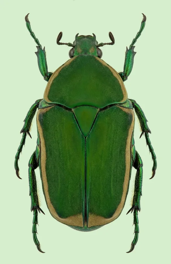 Green june beetle, Cotinis nitida, plate