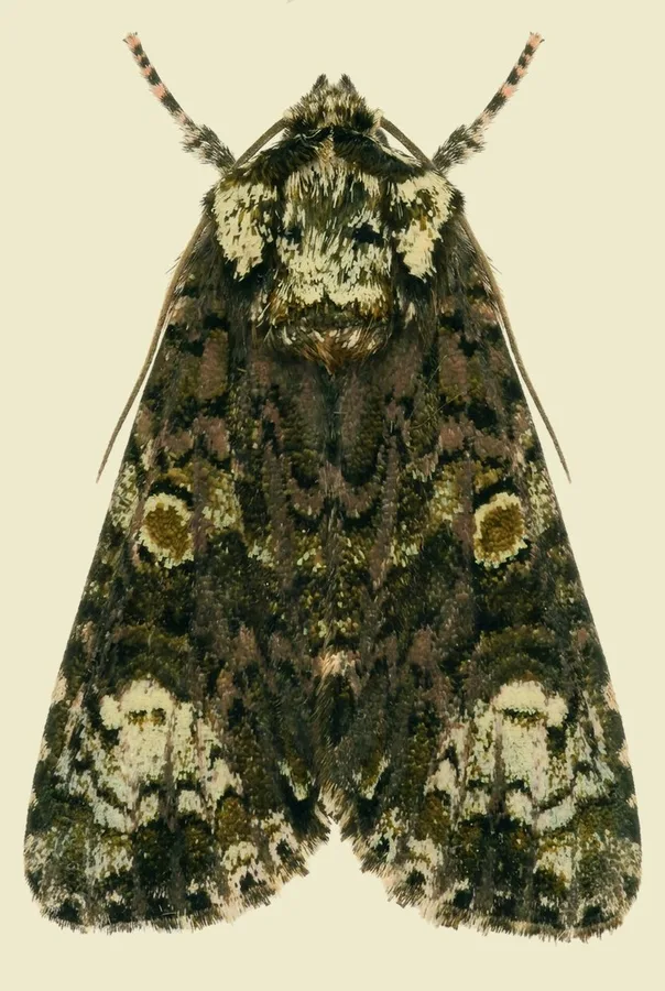 Coronet, Craniophora ligustri, plate