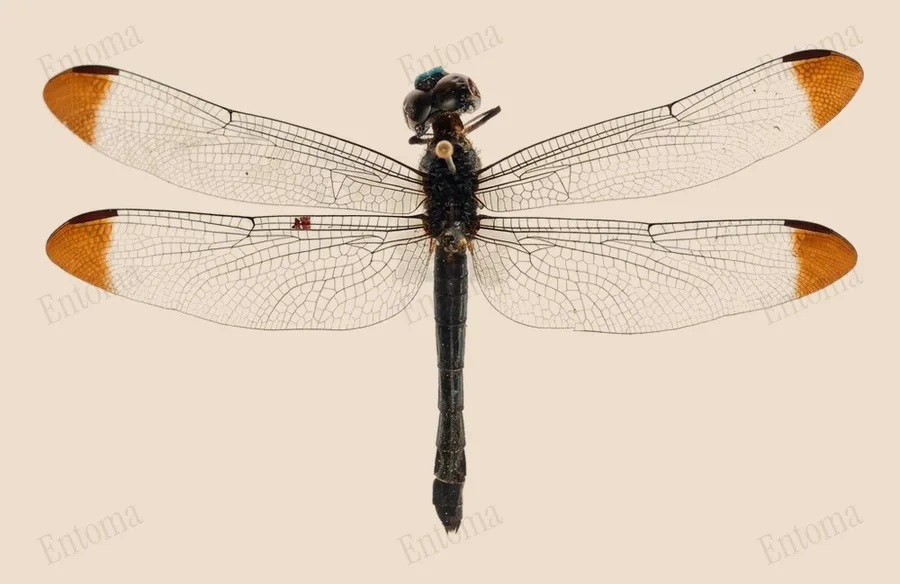 Dark-tipped forest-skimmer, Cratilla metallica, plate